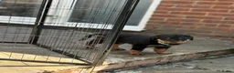 Rottweiler dogs for sale: ⭐️4 Rottweiler Boys For Sale ⭐️ - Advert 9