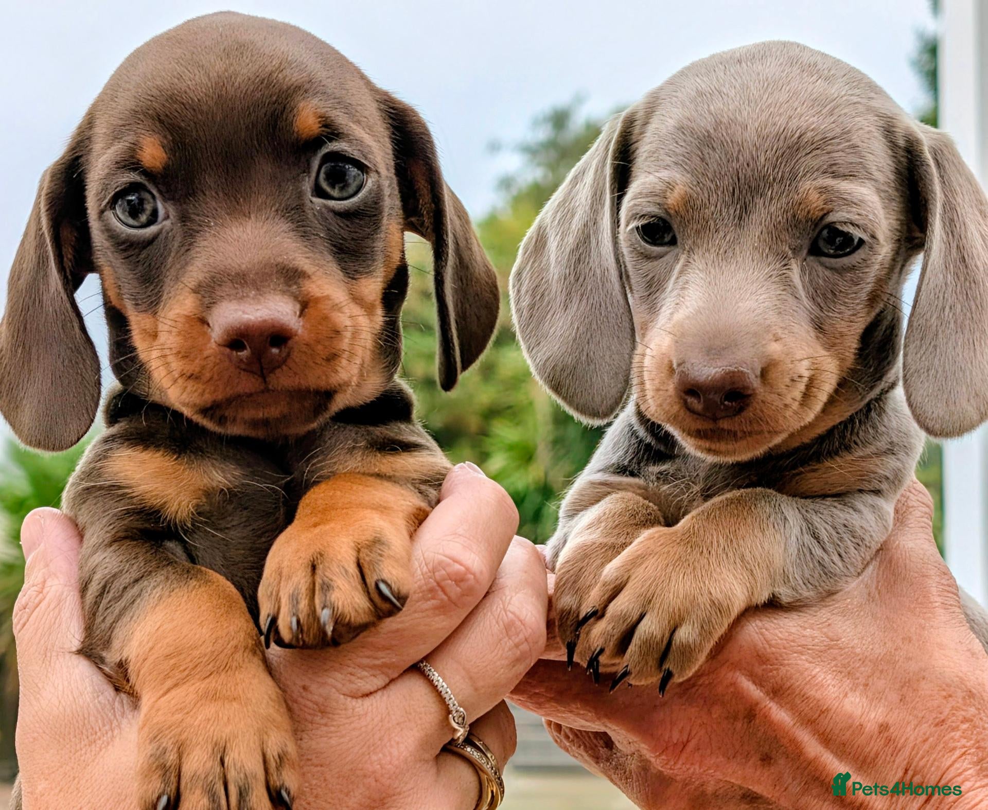 Miniature Dachshund dogs 🌟  Miniature Dachshund Pups!! KC & PRA clear🌟 - Advert 7