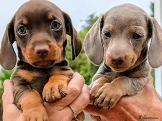Miniature Dachshund dogs 🌟 Miniature Dachshund Pups!! KC & PRA clear🌟 - Advert 1