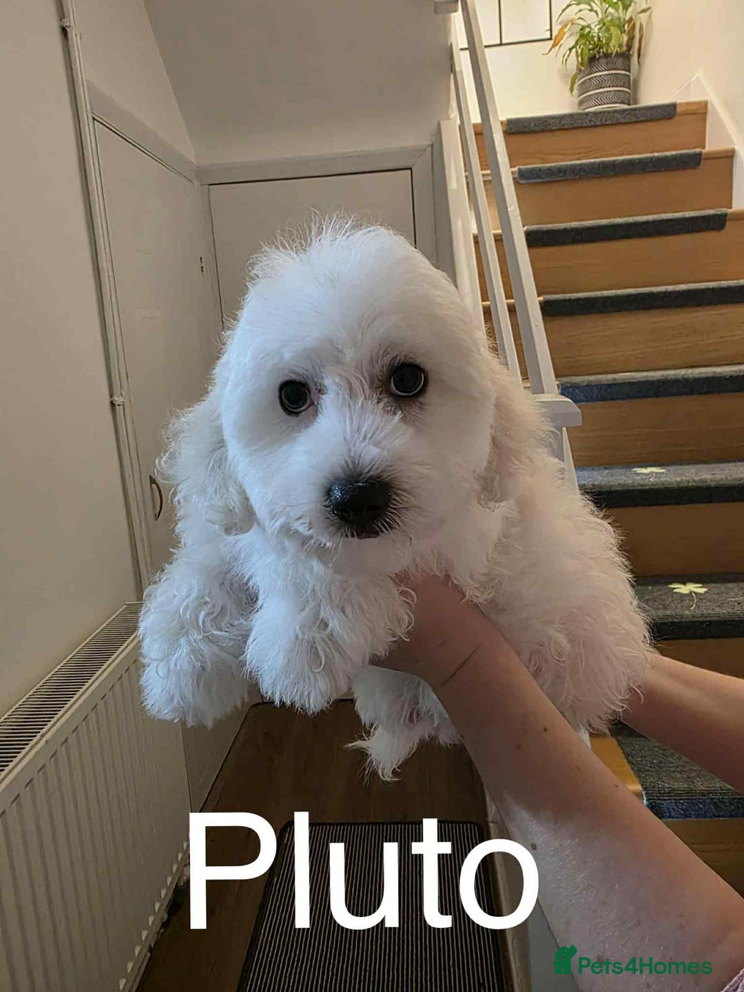 Bichon Frise dogs for sale: Beautiful 3 boys Bichon Frise - Image 4