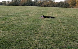 Border Collie dogs for sale: Bryn isds reg  - Image 3