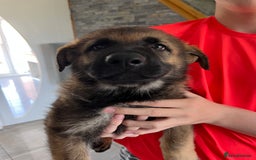German Shepherd dogs for sale: Exceptional czech shepherds - Image 2