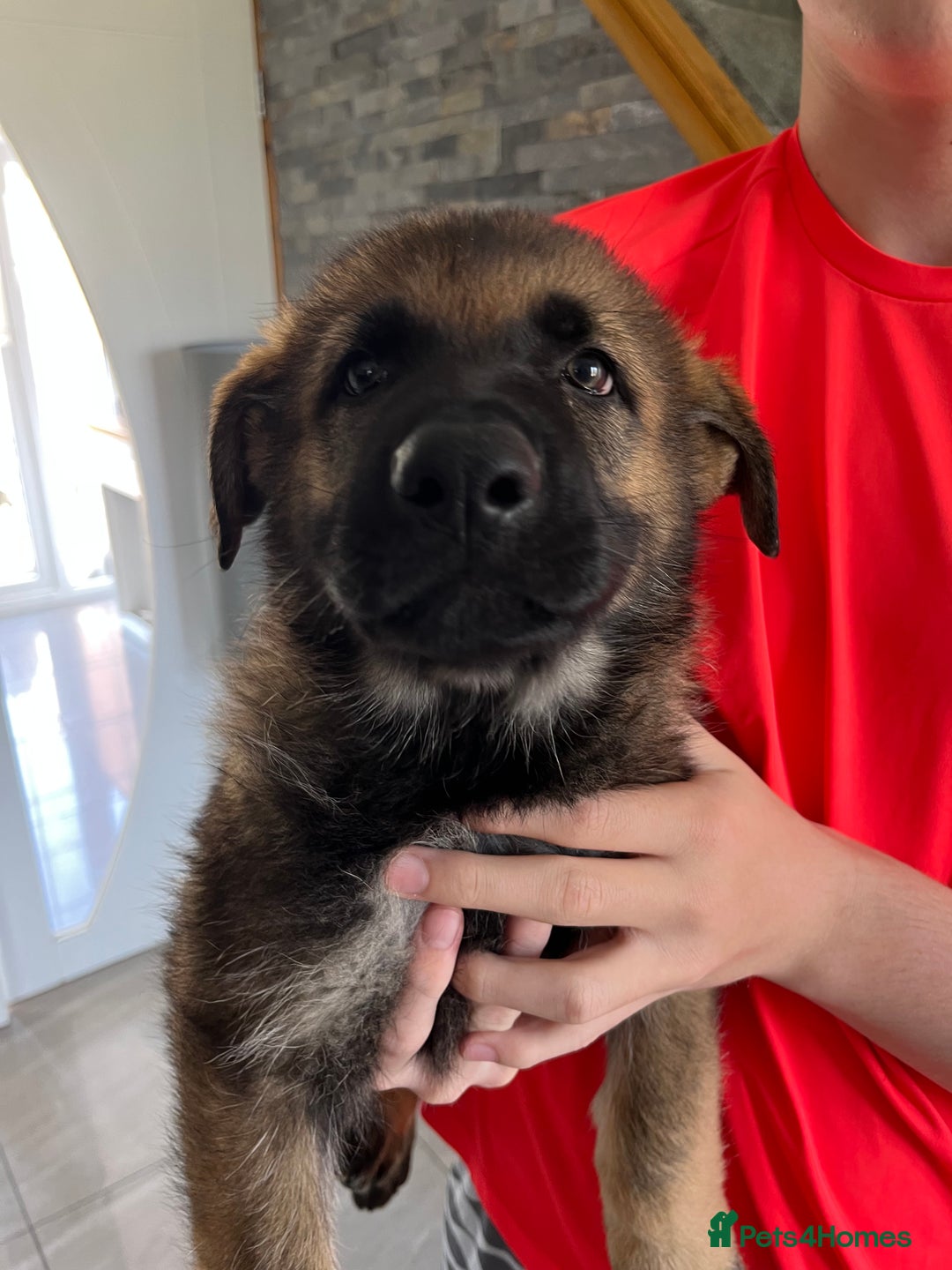 German Shepherd dogs for sale: Exceptional czech shepherds - Image 2