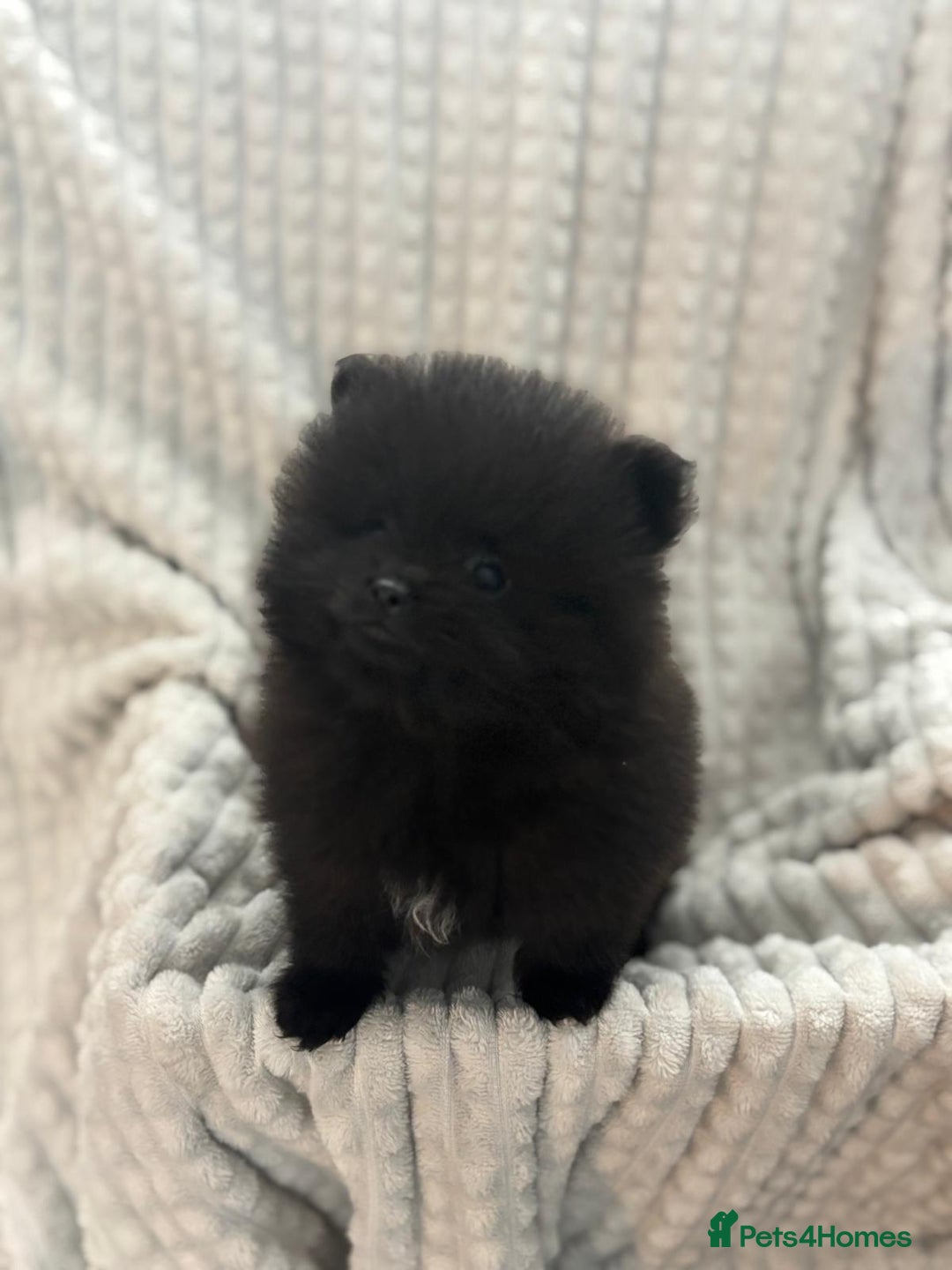 Pomeranian dogs for sale: Pedigree miniature pomeranians - Image 22