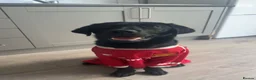 Labrador Retriever dogs for sale: Bruno in Stoke-on-Trent - Advert 1