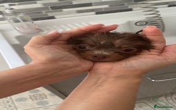 Pomeranian dogs for stud: 1.6kg Lilac/Tan stud ovulation test included  - Image 6