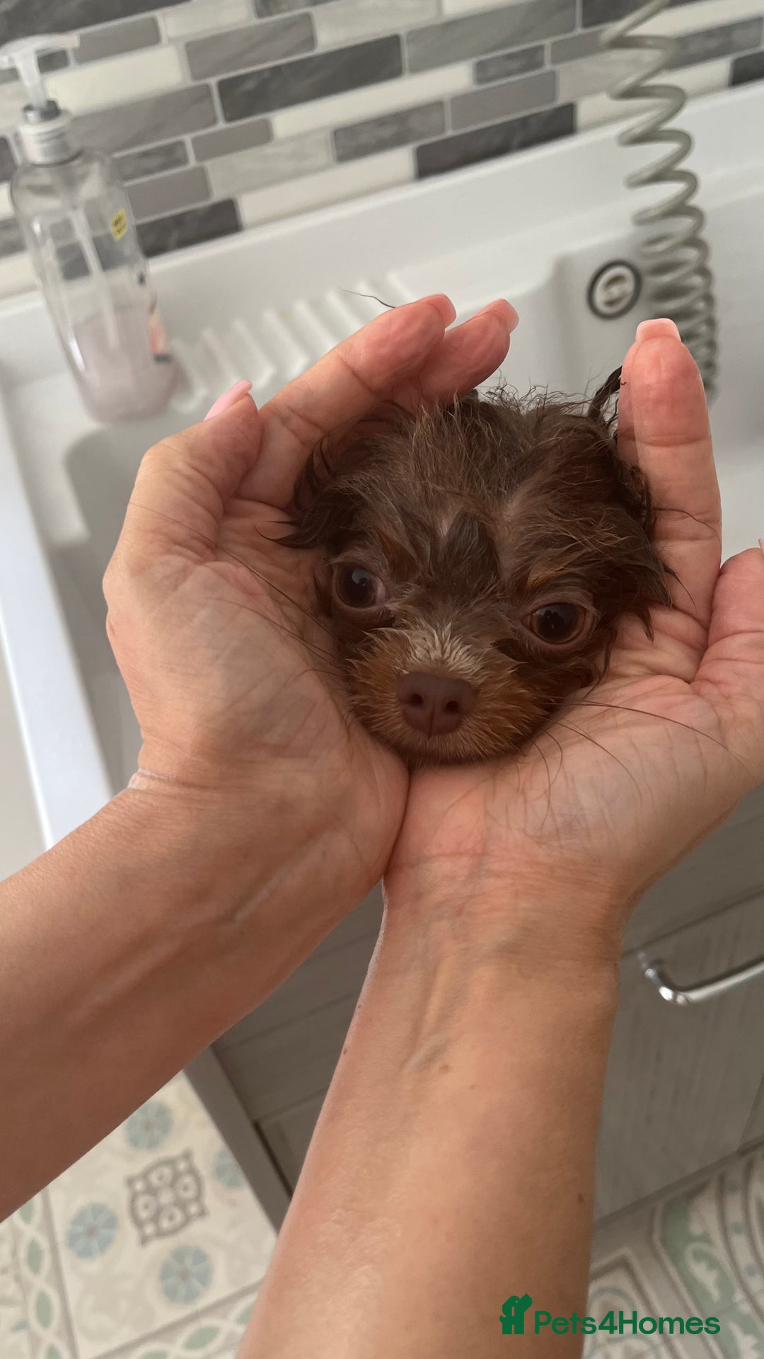 Pomeranian dogs for stud: 1.6kg Lilac/Tan stud ovulation test included  - Image 6
