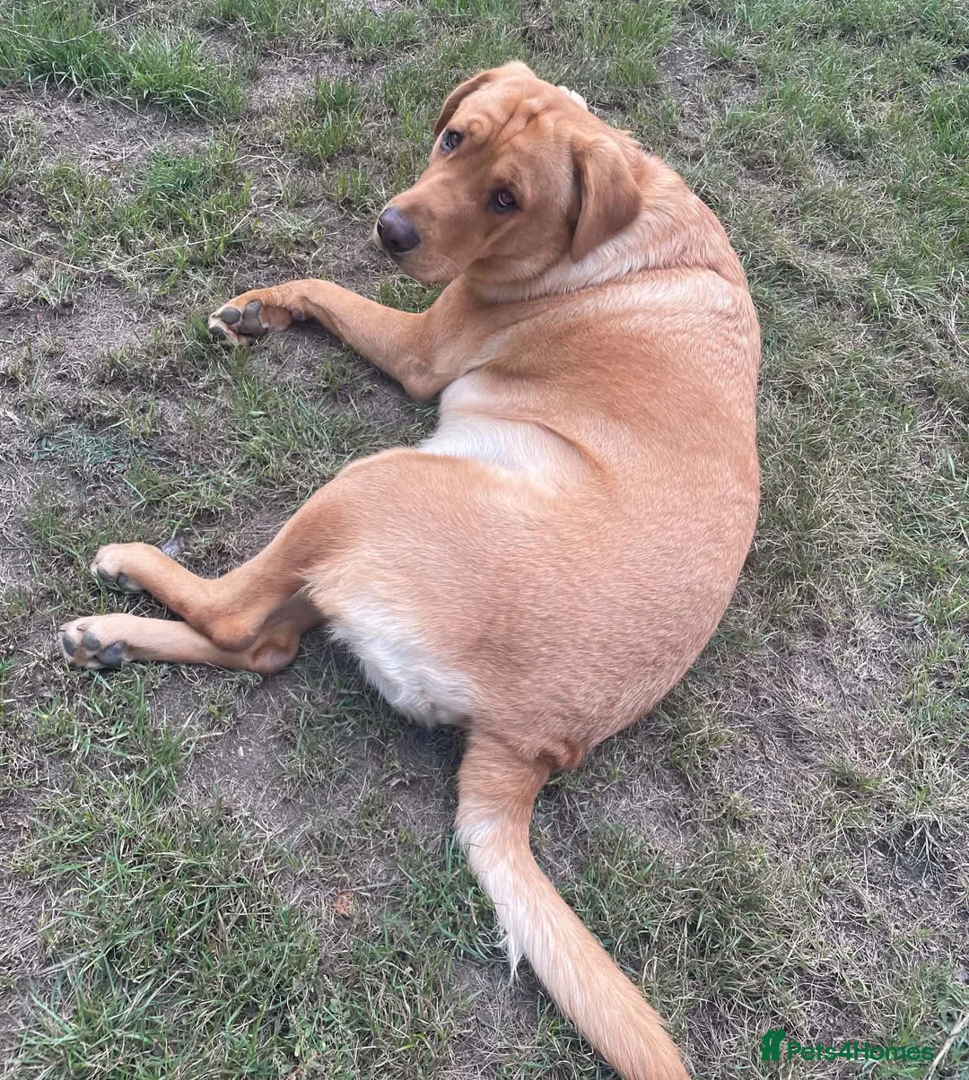 Labrador Retriever dogs for sale: KC reg Fox red Labrador 19 months old. in Penzance - Advert 5