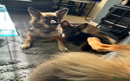 German Shepherd dogs for sale: German Shepard little girl - Advert 7