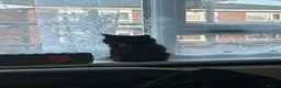 Mixed Breed cats for sale: Beautiful Kitten - Advert 1