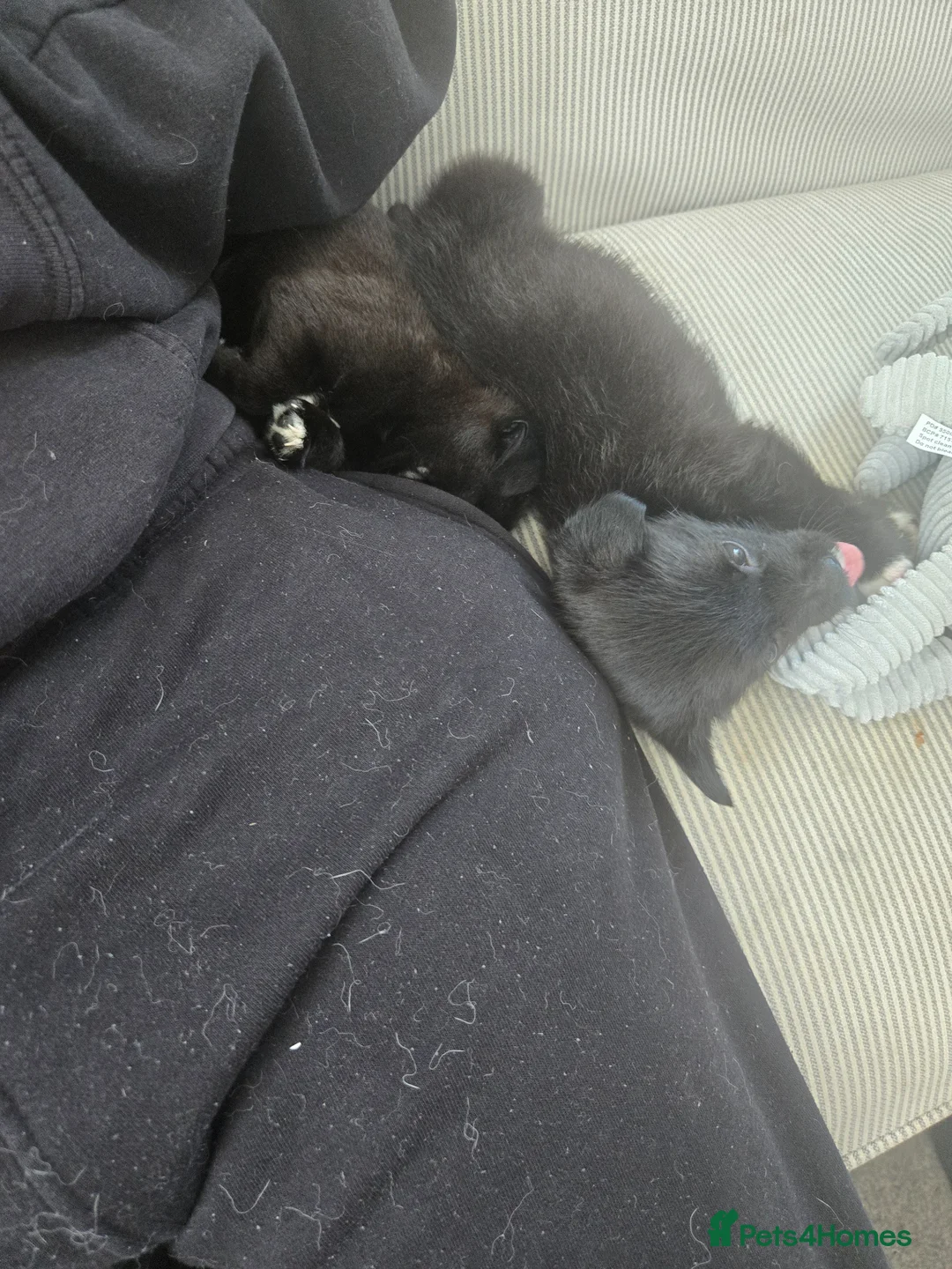 Mixed Breed dogs for sale: 8 week old puppy - Advert 1