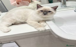 Ragdoll cats for sale: TICA RARE ENTIRE MALE! BLUE POINT MIT CHAMP BLOOD - Image 9