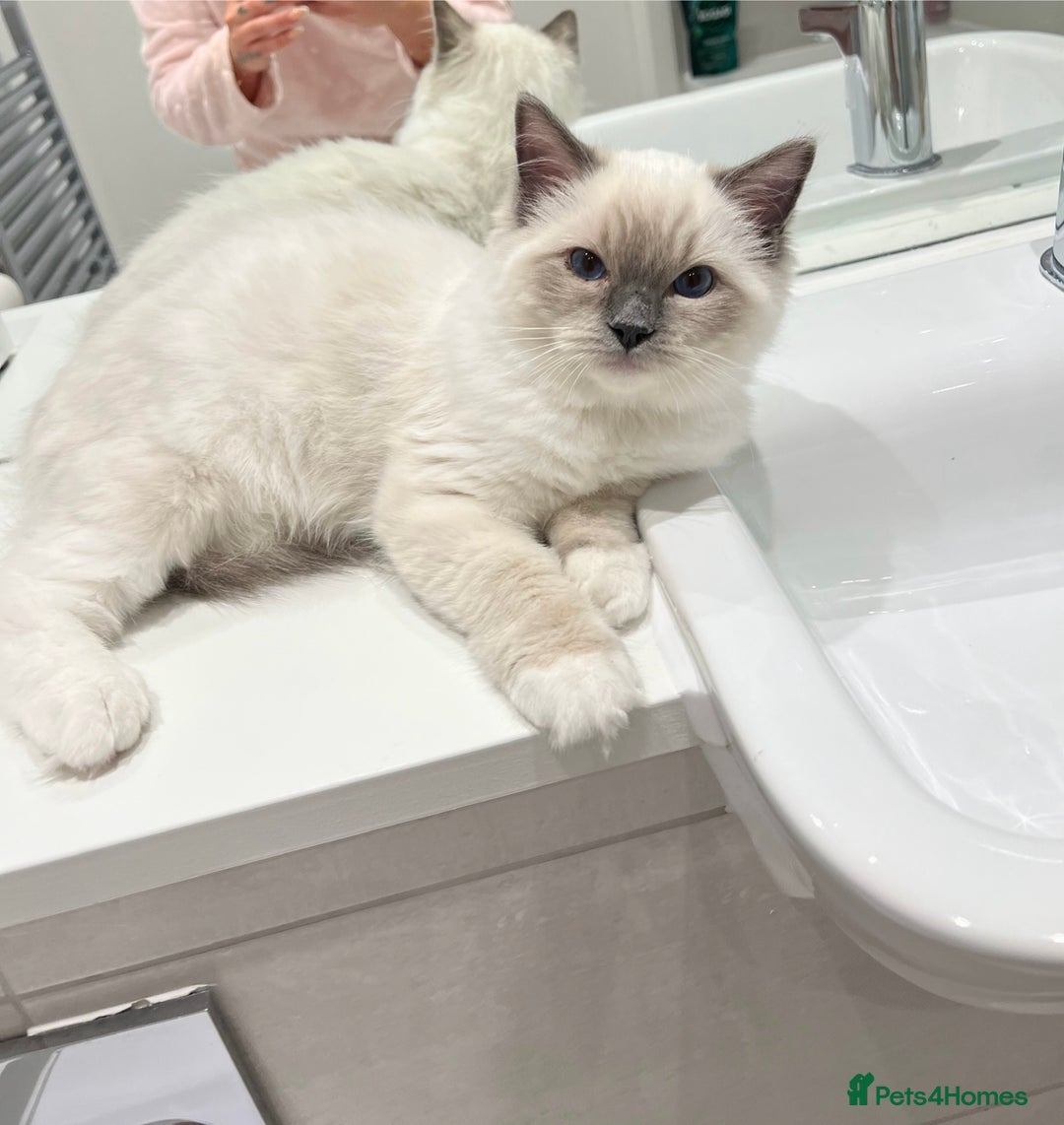 Ragdoll cats for sale: TICA RARE ENTIRE MALE! BLUE POINT MIT CHAMP BLOOD - Image 9