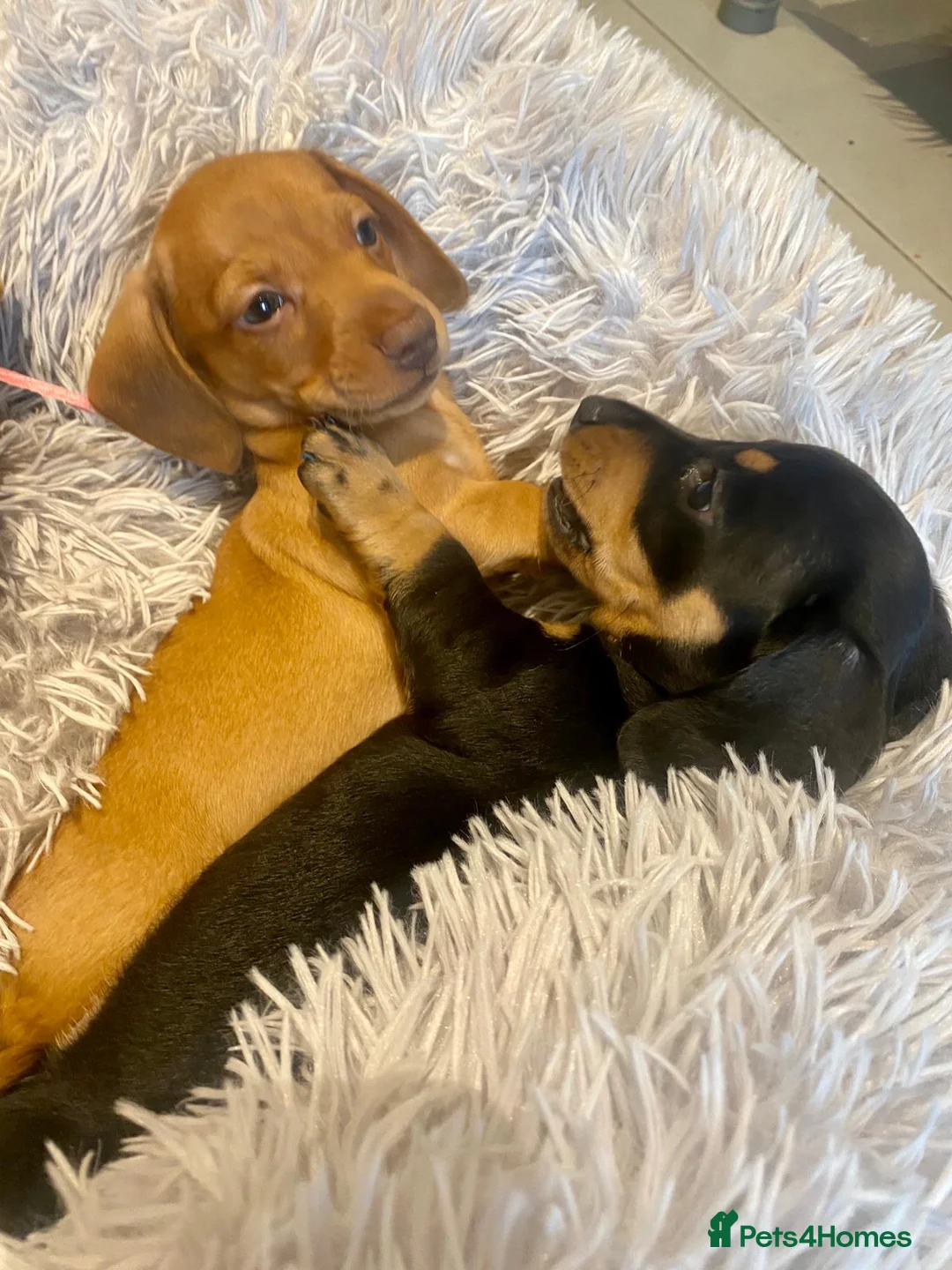 Miniature Dachshund dogs for stud: Miniature Shaded Red Dachshund for Stud PRA Clear in Faringdon - Advert 11
