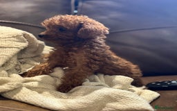 Toy Poodle dogs for sale: True Toy poodle puppies ready to leave  - Image 5