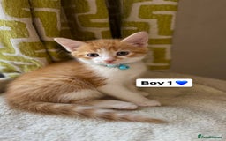 Mixed Breed cats for sale: 2 boys & 2 girls beautiful kittens - Image 1
