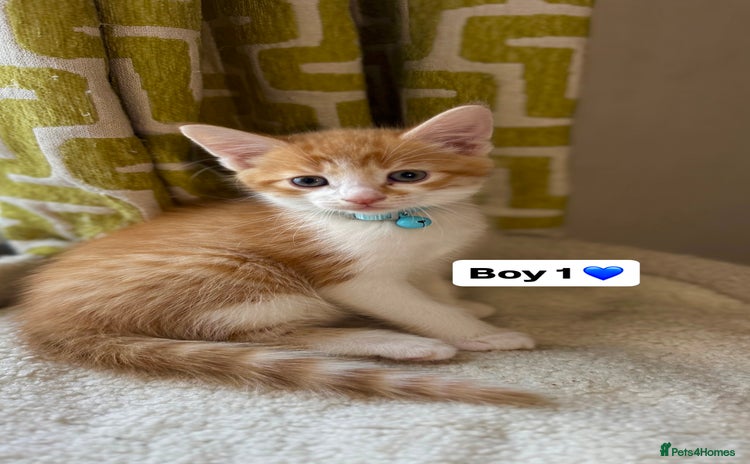 Mixed Breed cats - Advert 4