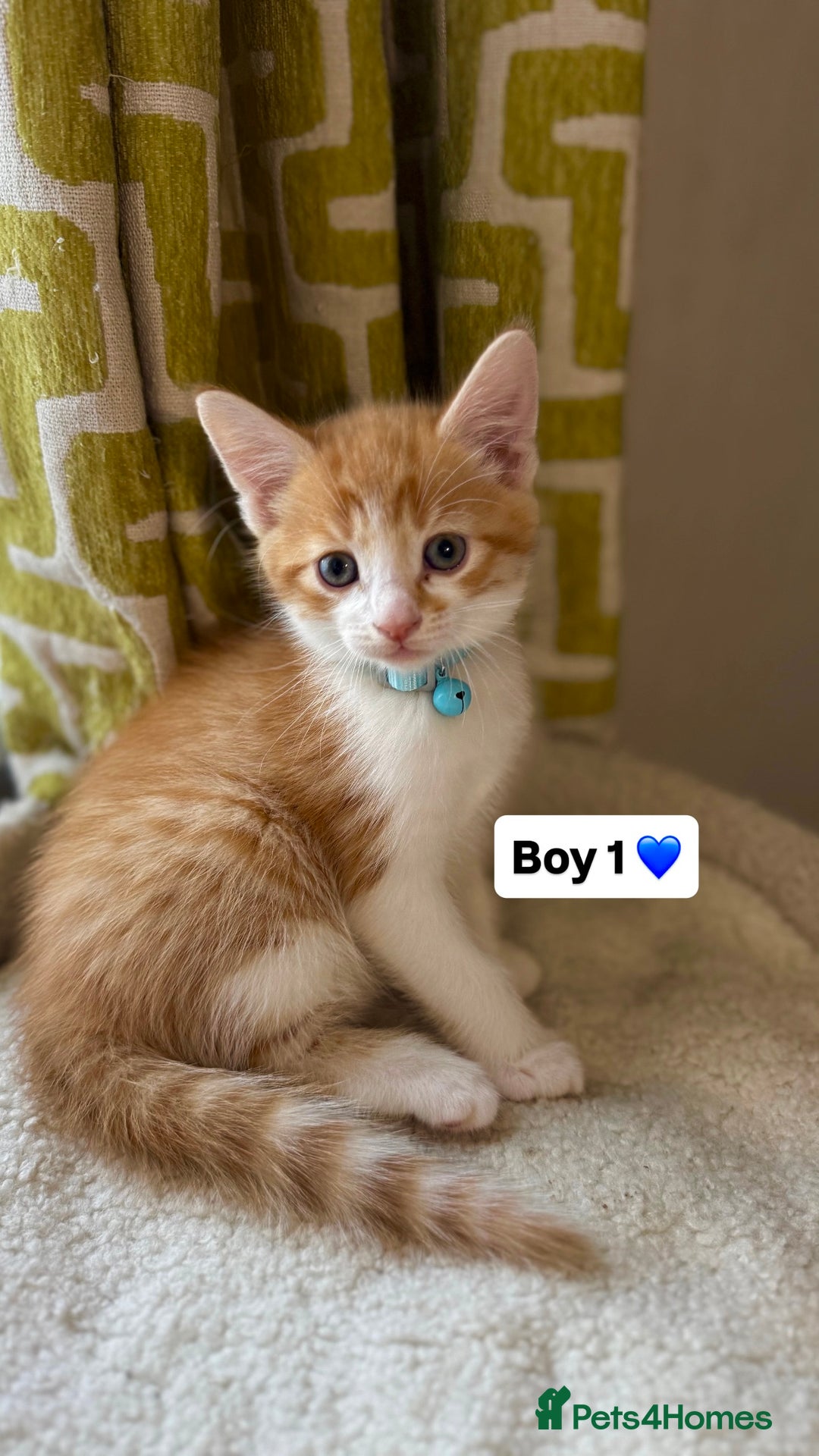 Mixed Breed cats for sale: 2 boys & 2 girls beautiful kittens - Image 1