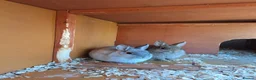 Netherland Dwarf rabbits for sale: Purebred Netherland Dwarf Rabbits - Advert 3