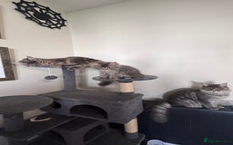 Maine Coon cats for sale: Beautiful XXL Maine Coon Boy 3 Months Old  - Advert 17