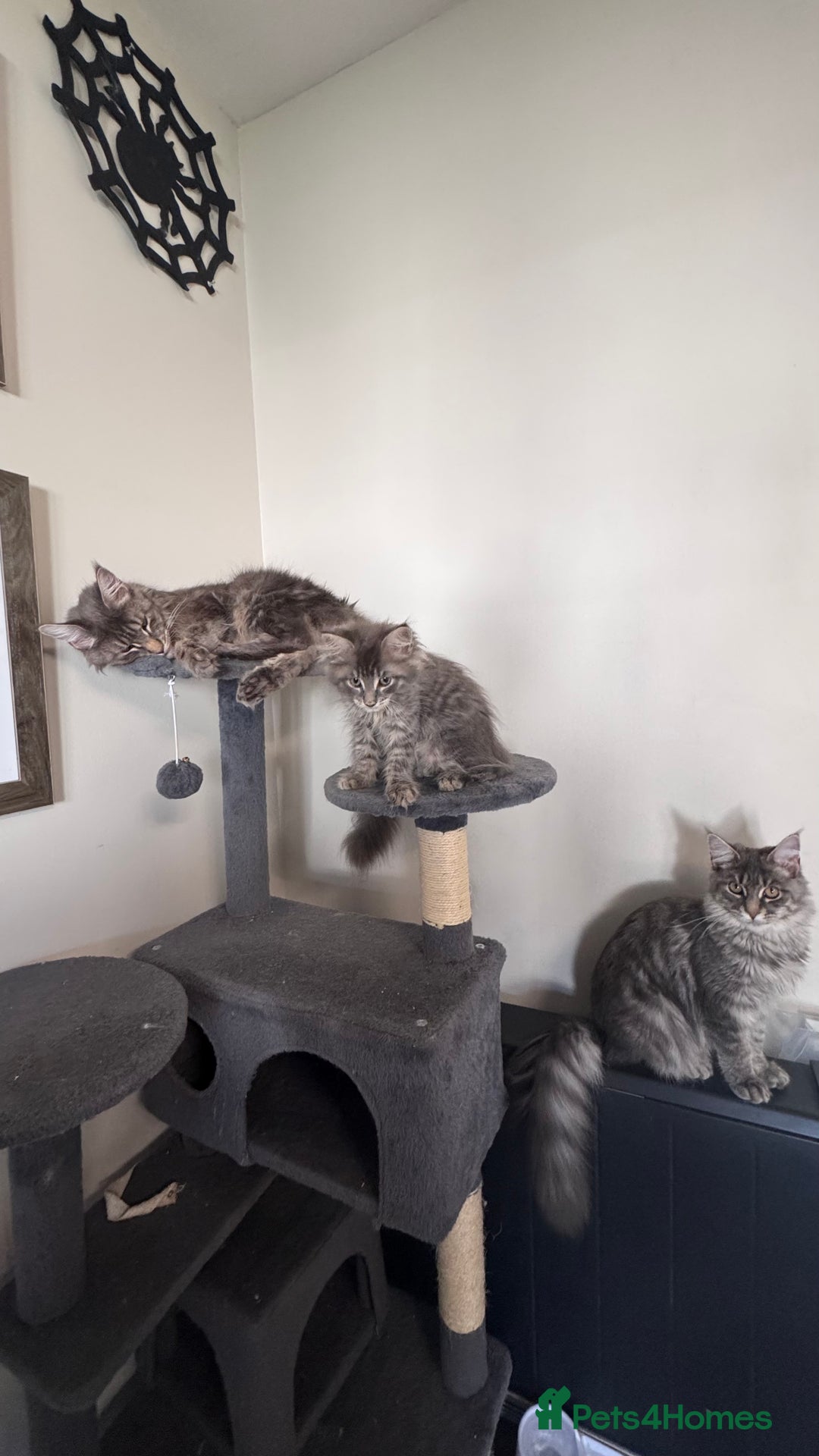 Maine Coon cats for sale: Beautiful XXL Maine Coon Boy 3 Months Old  - Advert 17