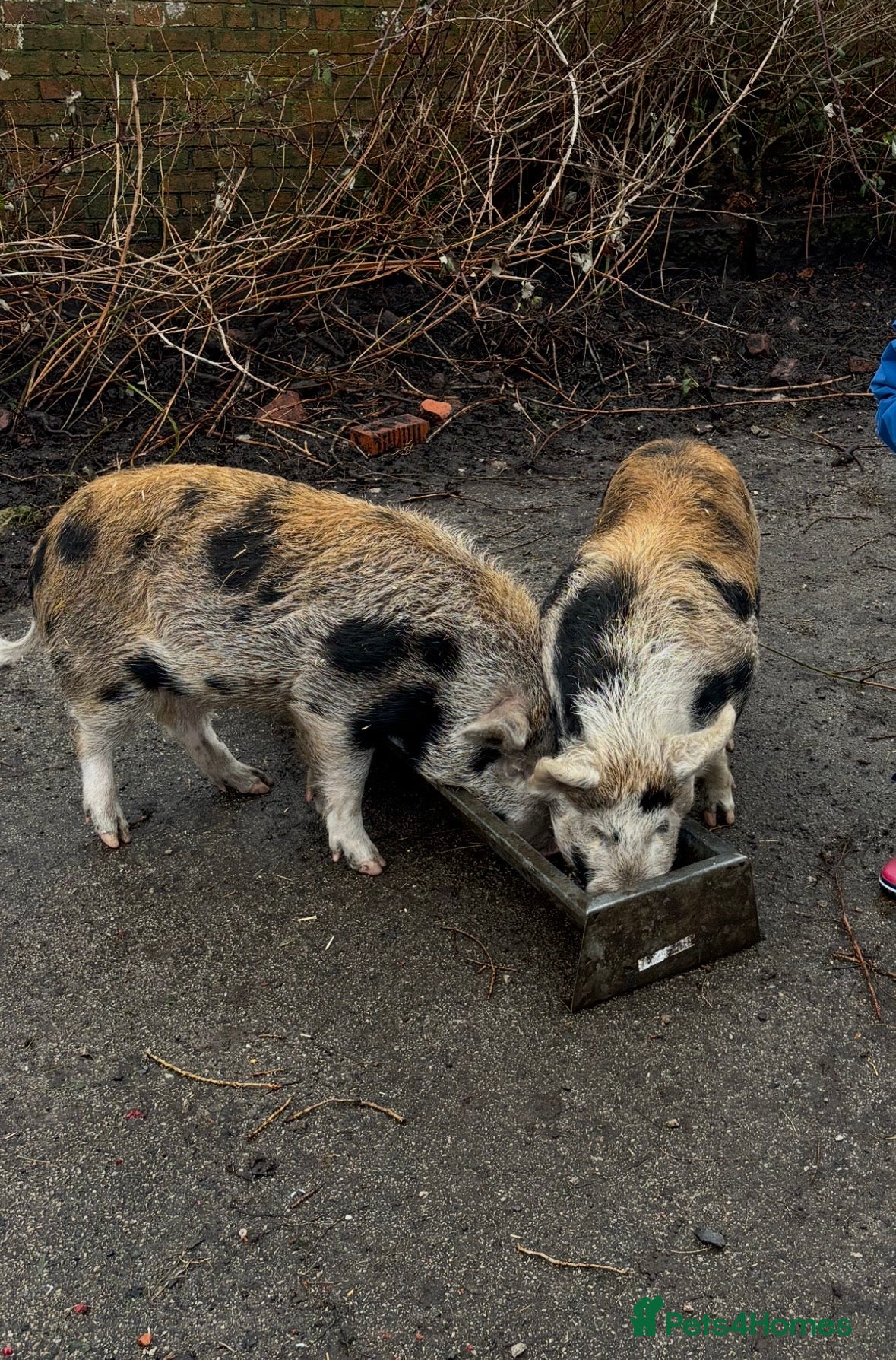 Pig livestock Two Juniper Kune Kune male pigs - Advert 18