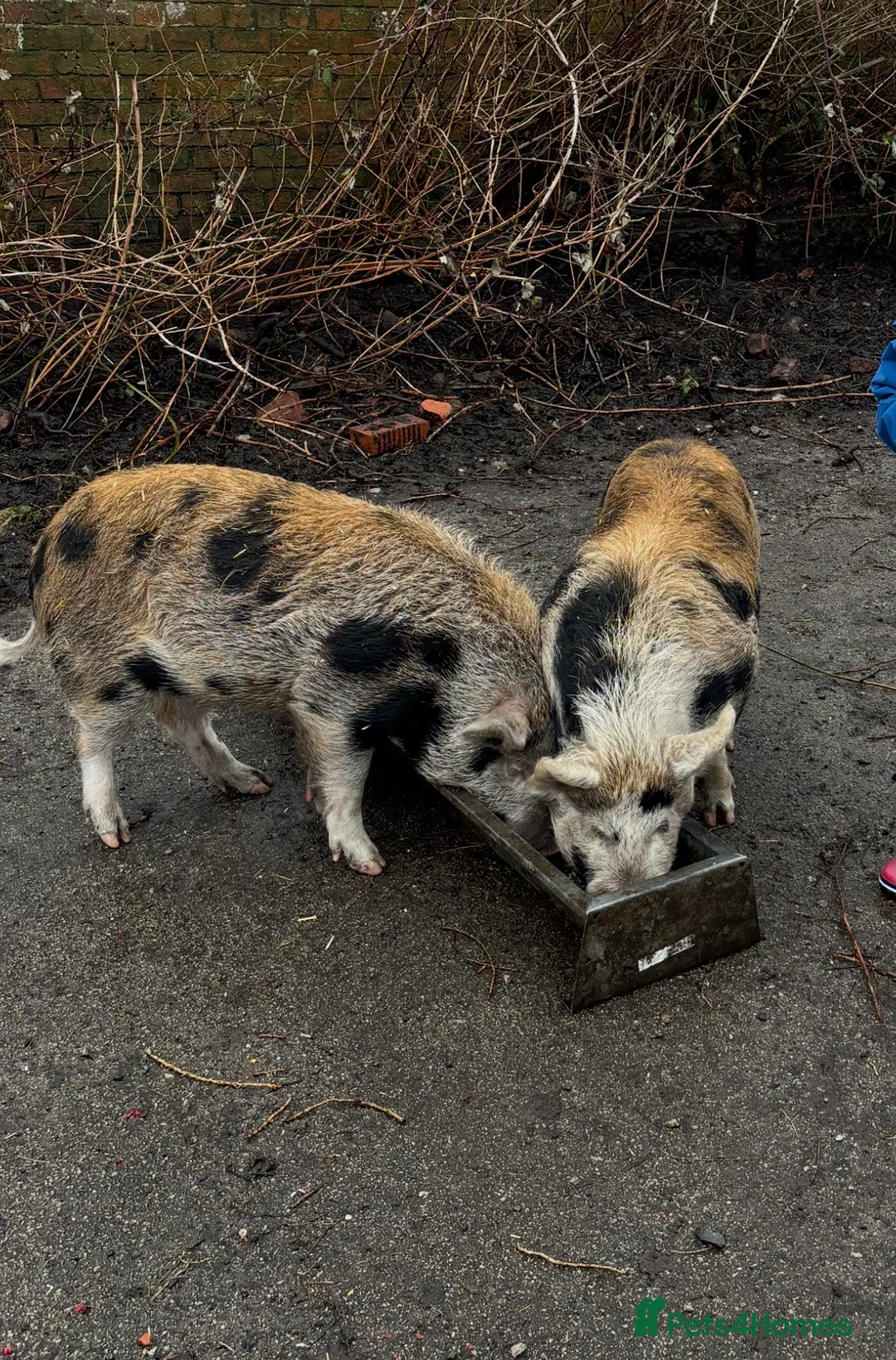 Pig livestock for sale: Two Juniper Kune Kune male pigs - Advert 1