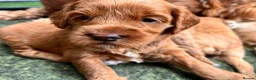 Australian Labradoodle dogs for sale: Last minute cancellation💙♥️Australian labradoodle - Advert 27