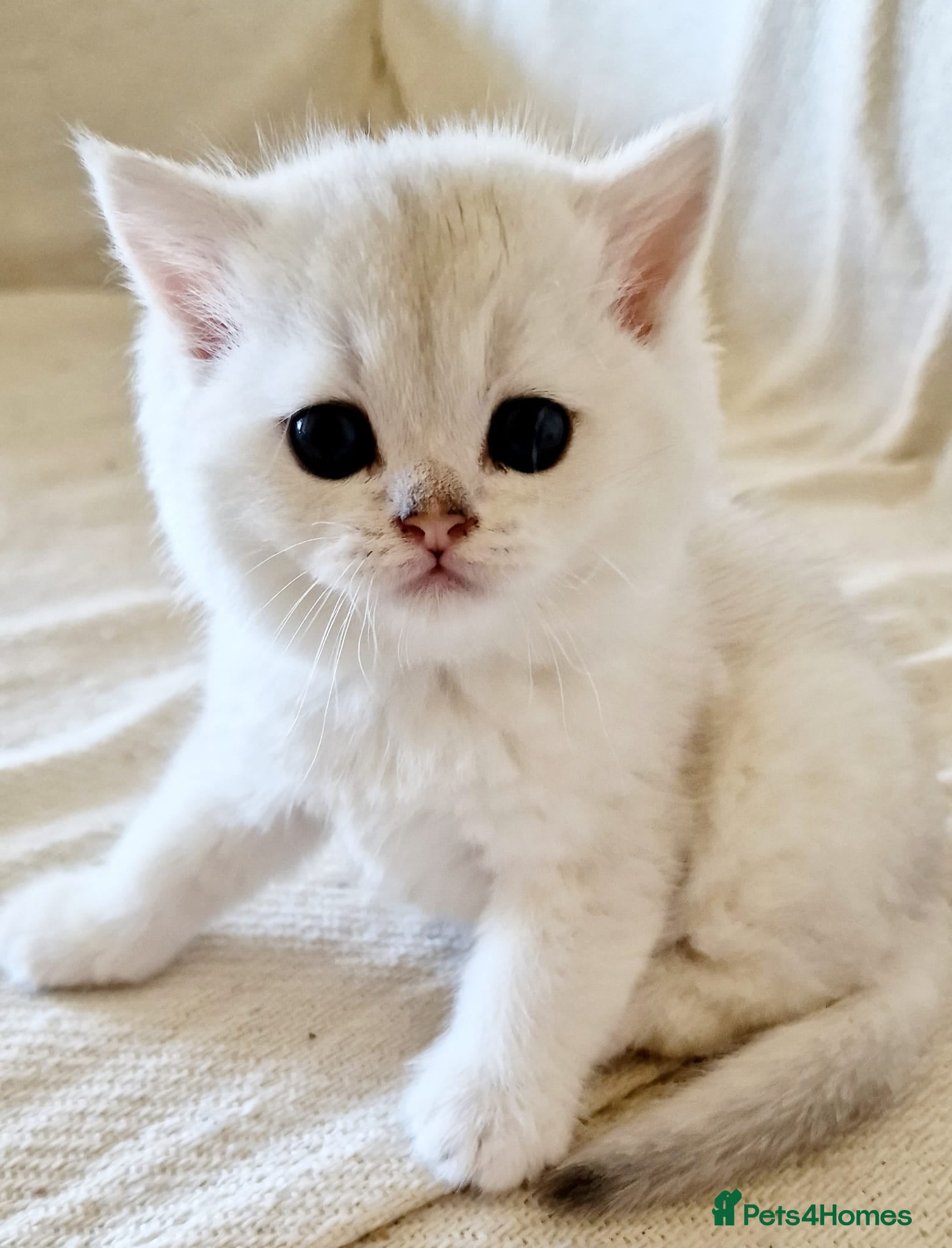 British Longhair cats ❤ Pedigree Kitten ❤ Silver ❤ Healthy ❤ - Advert 4