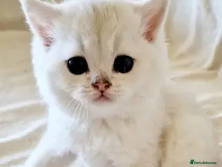 British Longhair cats ❤ Pedigree Kitten ❤ Silver ❤ Healthy ❤ - Advert 4