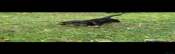 Miniature Dachshund dogs for sale: Miniature Dachshund Boy PRA Clear ready to go in Ammanford - Advert 10