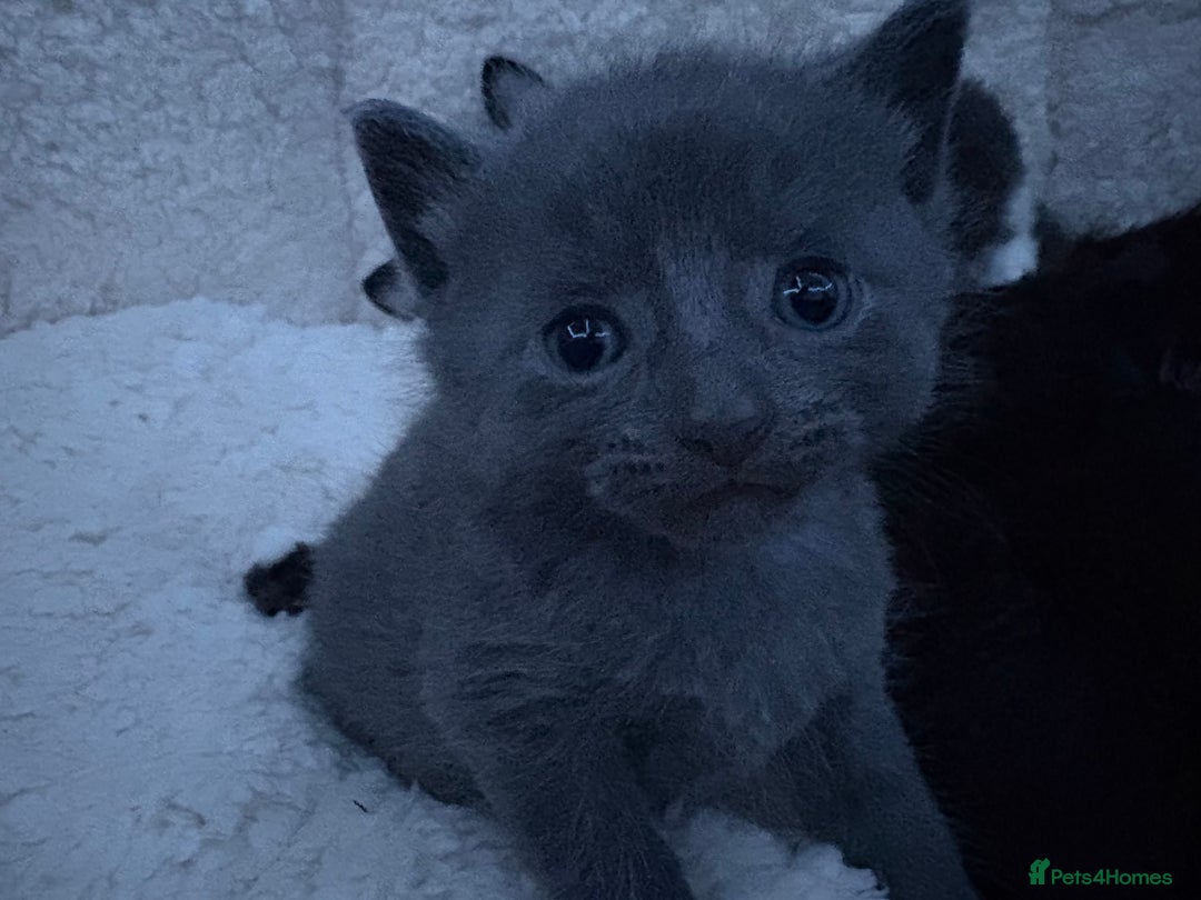 British Longhair cats for sale: Kittens need gone (available to leave in 2 weeks) - Advert 4