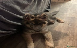 German Shepherd dogs for stud: Blue kc gsd stud  in Oldham - Image 10