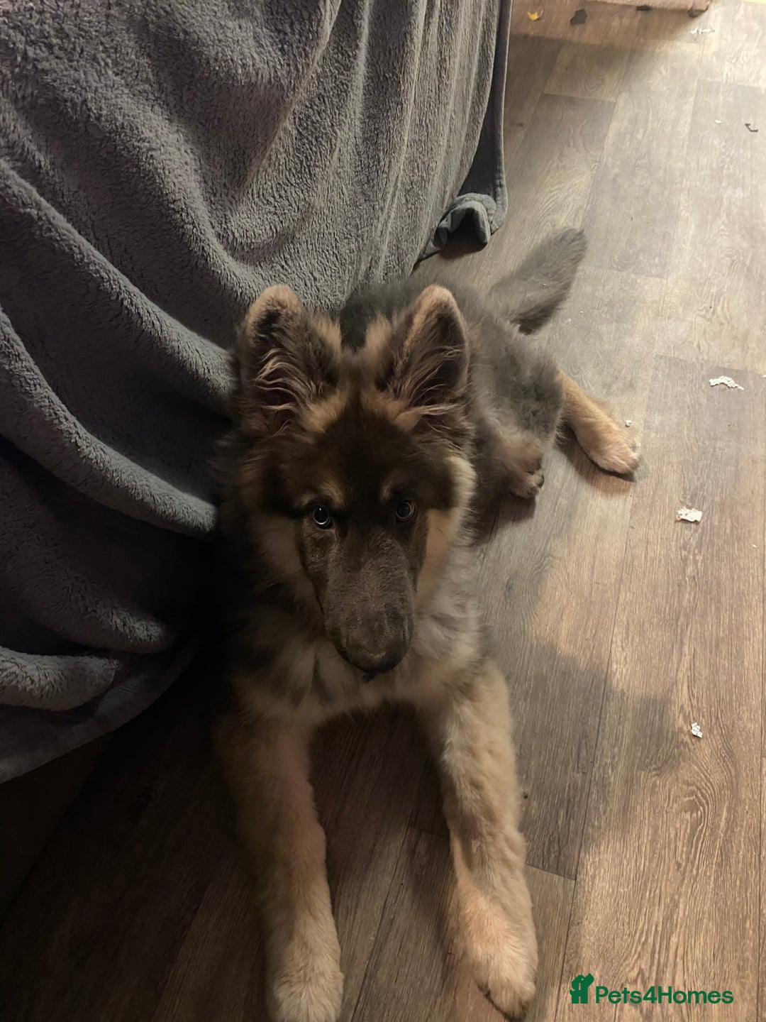 German Shepherd dogs for stud: Blue kc gsd stud  in Oldham - Image 10