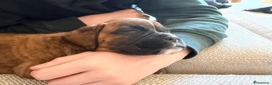 Boxer Puppy 5