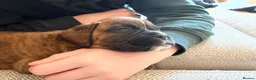 Boxer dogs for sale: 🐾 Exceptional KC Registered Boxer Puppies 🐾 - Advert 3