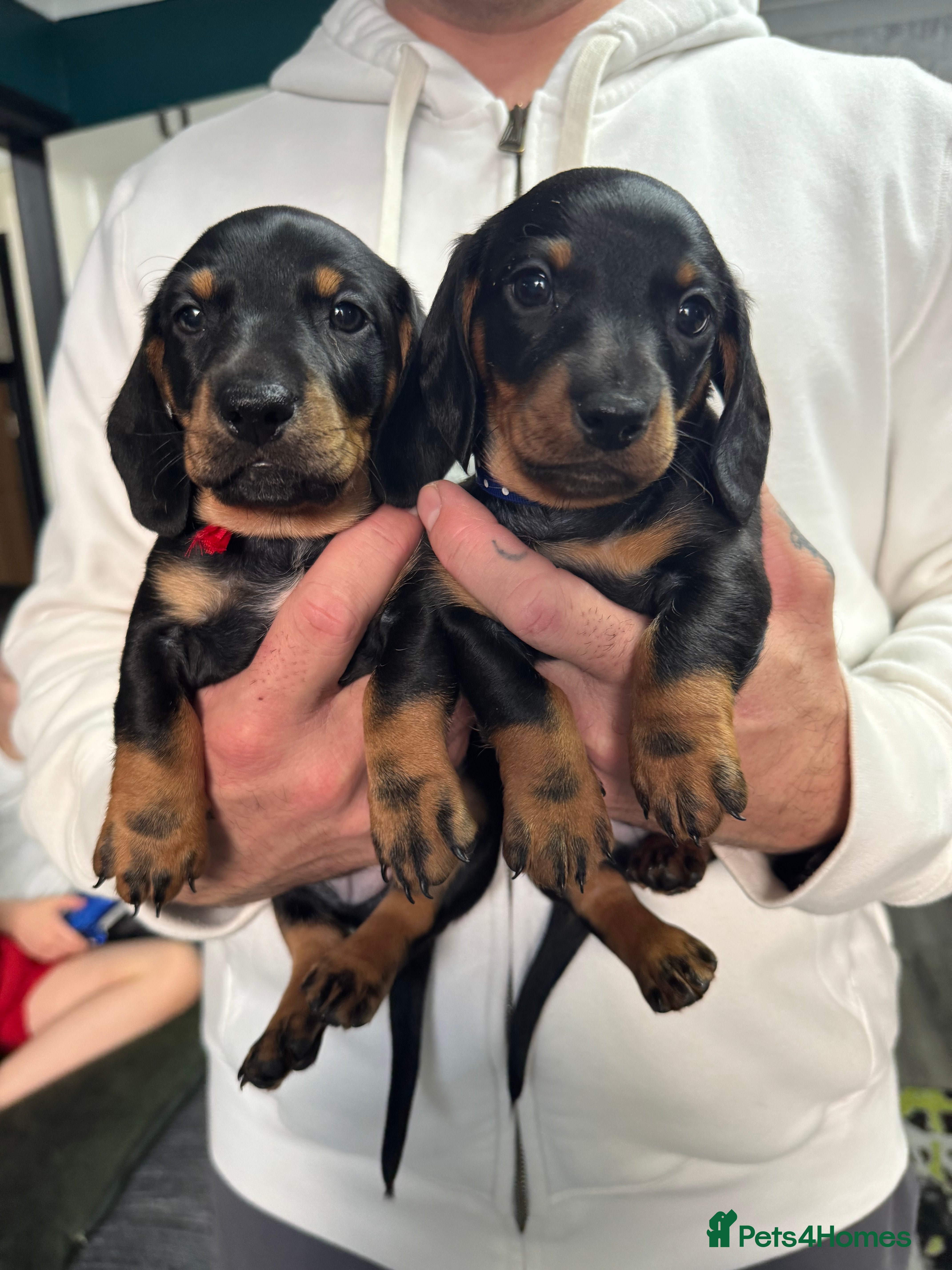 Dachshund dogs 3 Kc registred dachshund puppies  - Advert 1