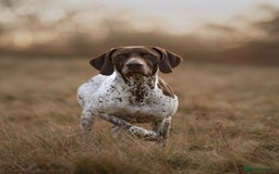 German Shorthaired Pointer dogs for stud: KC GSP Stud – Stunning, Strong, Smart - Image 3