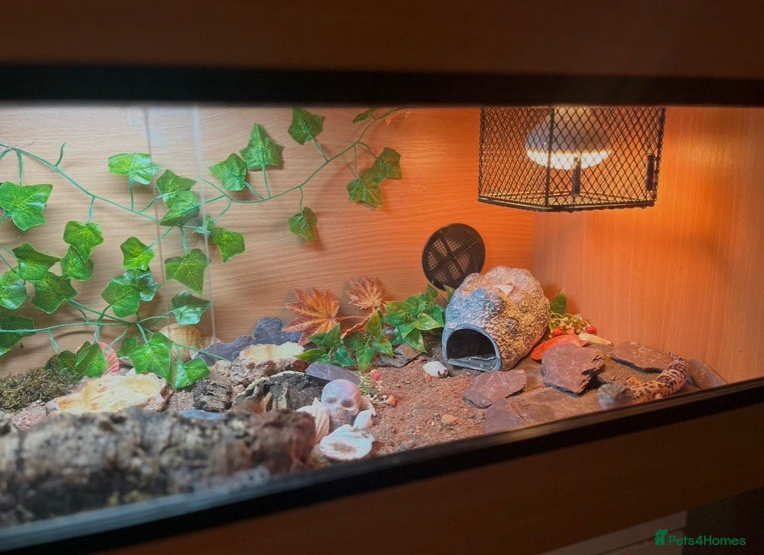 Leopard Gecko reptiles for sale: Full set up and gecko  - Advert 3