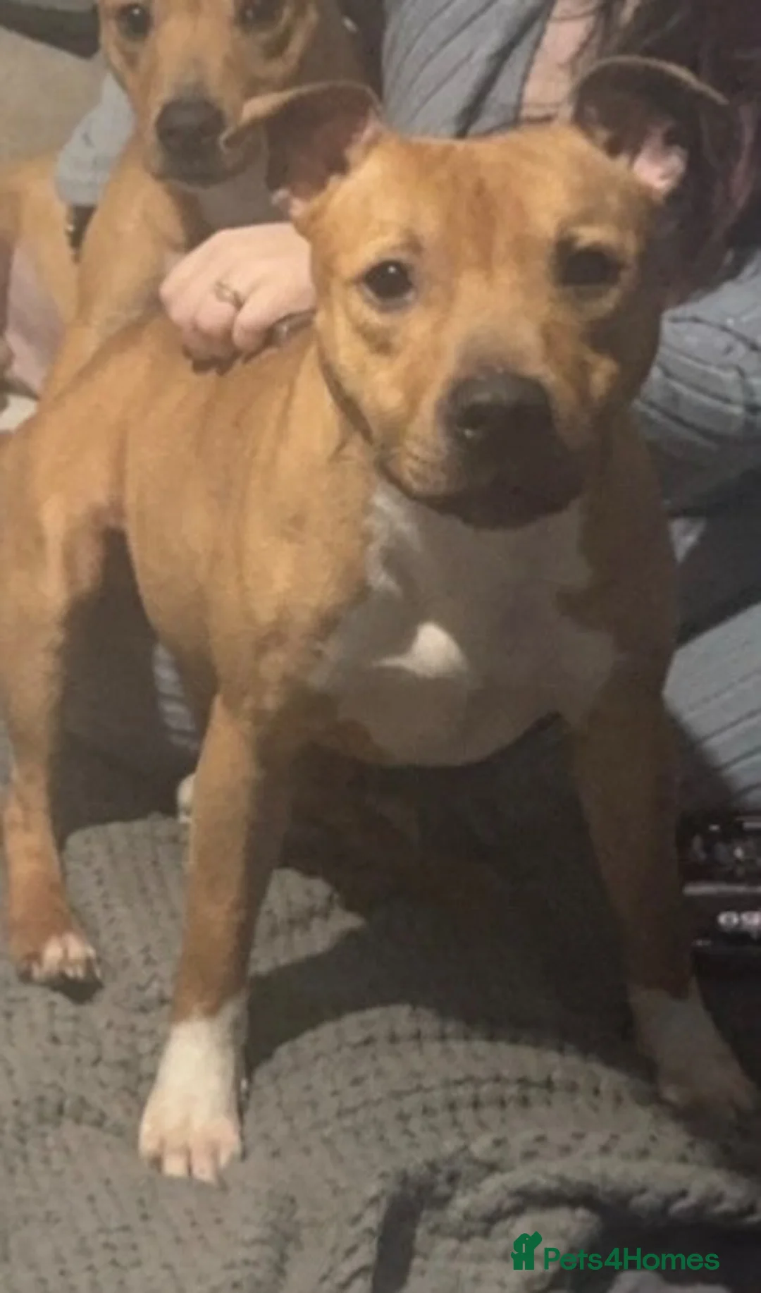 Staffordshire Bull Terrier dogs for sale: Staffie boy for rehome  in Alton - Advert 4