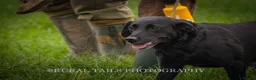 Labrador Retriever dogs for sale: KC registered Labrador pups from top working lines in Rugby - Advert 13