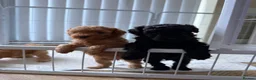 Toy Poodle dogs for sale: **REDUCED••Beautiful Toy Poodle Puppies - Advert 21