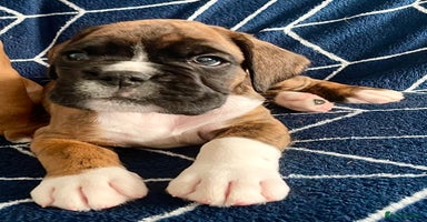 Boxer dogs - Advert 10
