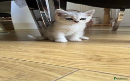 Scottish Fold cats for sale: 4 Scottish Straight Boys  - Image 19