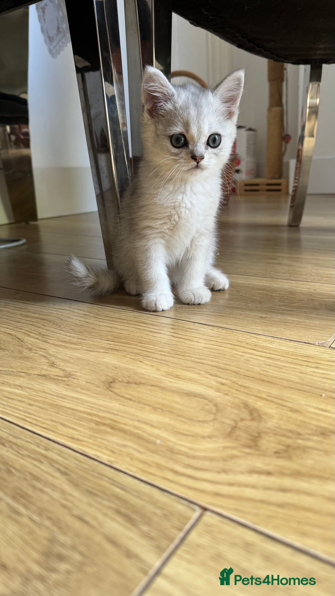 Scottish Fold cats for sale: 4 Scottish Straight Boys  - Image 19