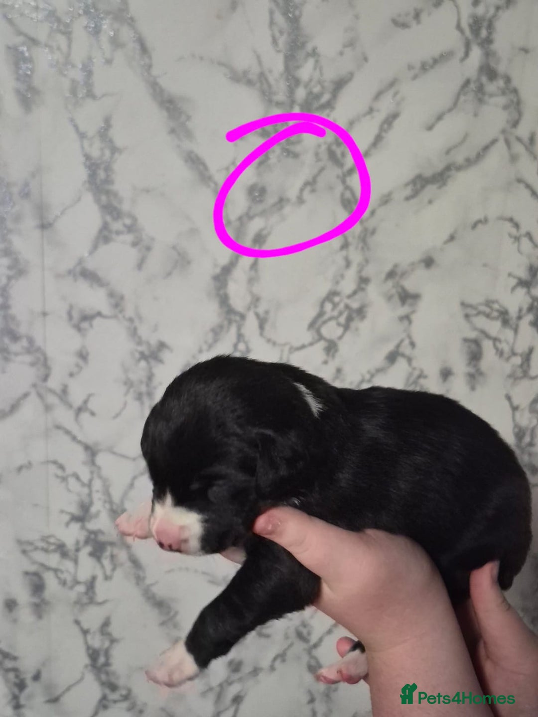 Mixed Breed dogs for sale: lab x collie springer  - Advert 3