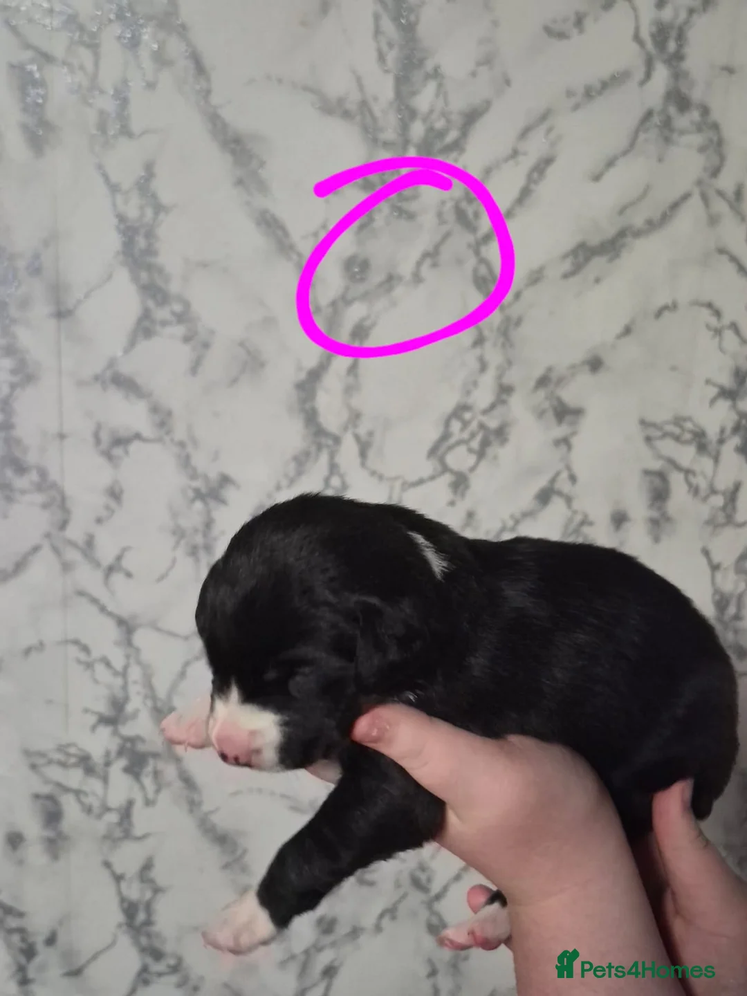 Mixed Breed dogs for sale: labrador x sprollie  - Advert 2