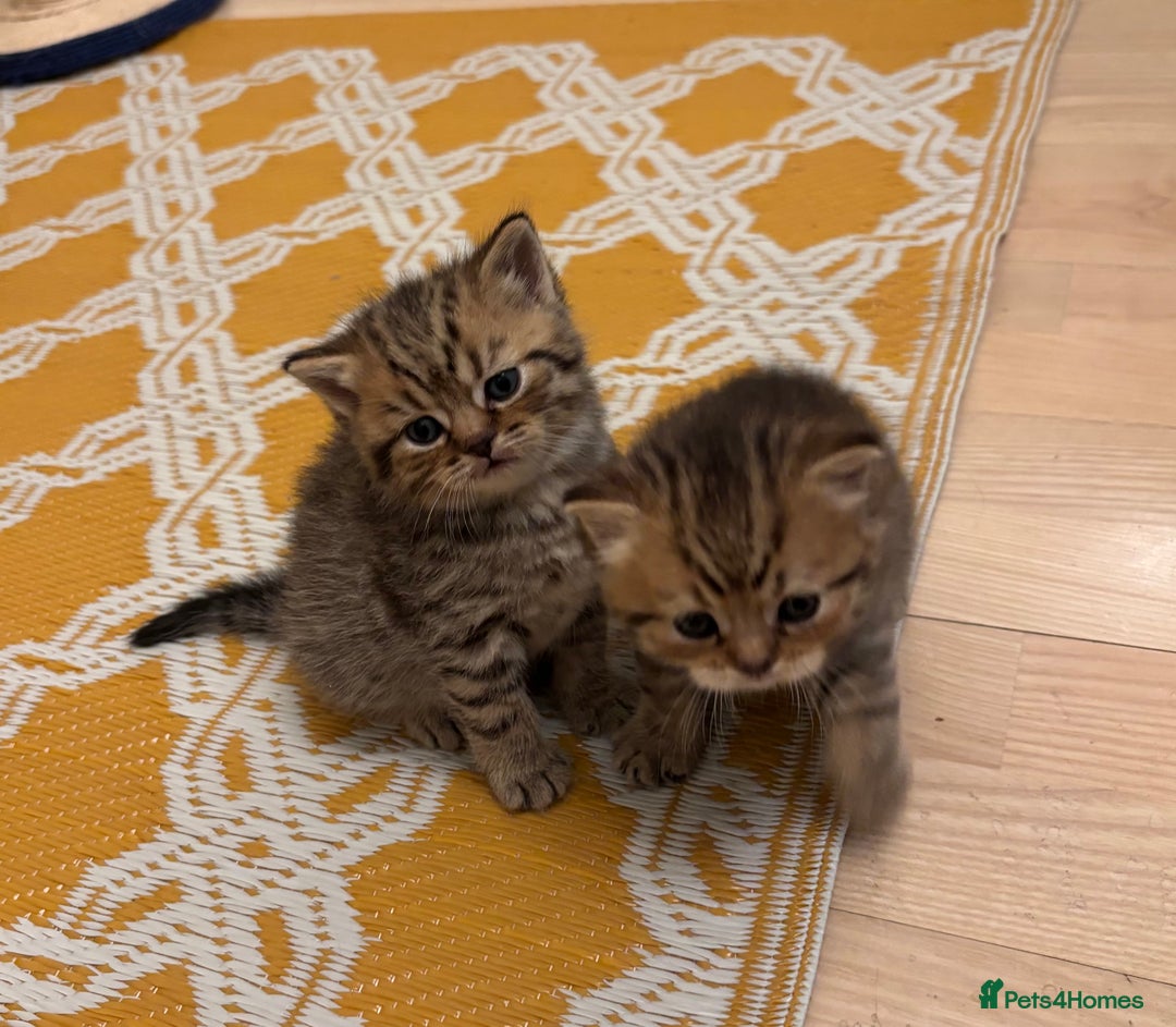 British Shorthair cats for sale: British Shorthair boys  - Advert 3