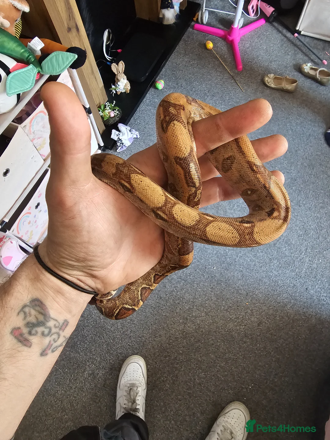 Boa Snake reptiles for sale: Hog island boa - Advert 2