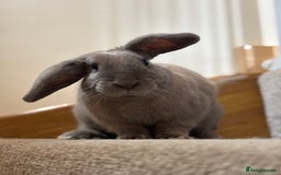 English rabbits for sale: Beautiful grey rabbit for adoption - Image 1